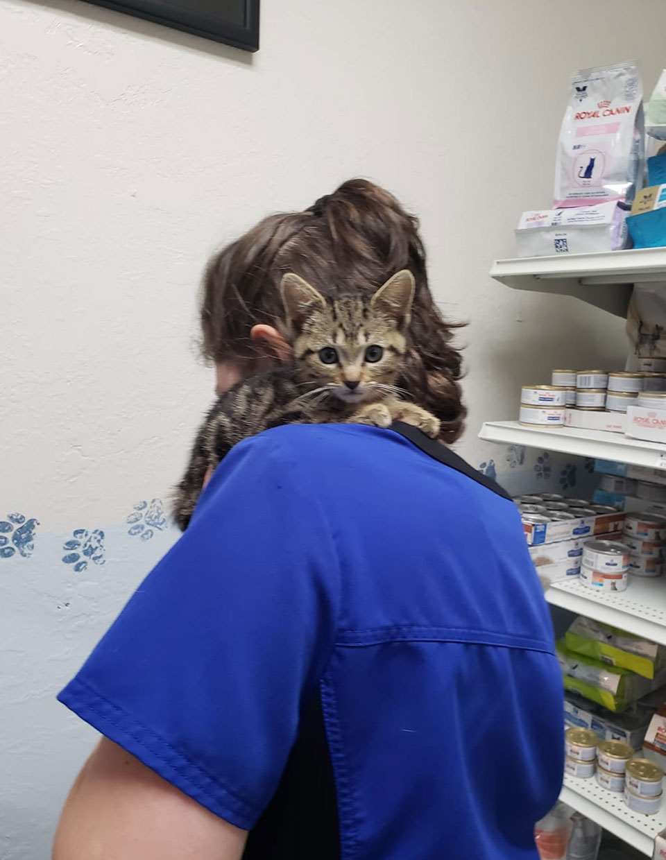 Veterinarian in Kingston Vet Near You Tender Touch Animal Hospital