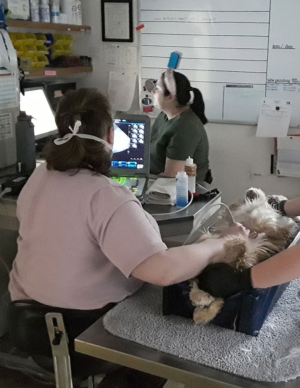 Veterinarian in Kingston Vet Near You Tender Touch Animal Hospital