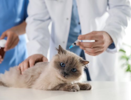 Ensuring Optimal Health: The Vital Role of Vaccinations for Pets at Tender Touch Animal Hospital