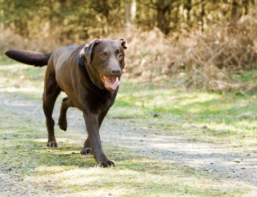 From Sprains to Arthritis: Understanding Pet Limping and the Power of Diagnostic Tools