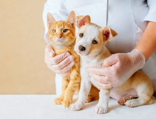 Emergency Care for Puppies & Kittens: Recognizing Urgent Health Issues